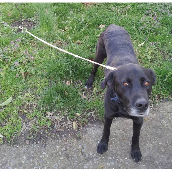 Poste cromado para perro longitud 40 cm  RG-221184